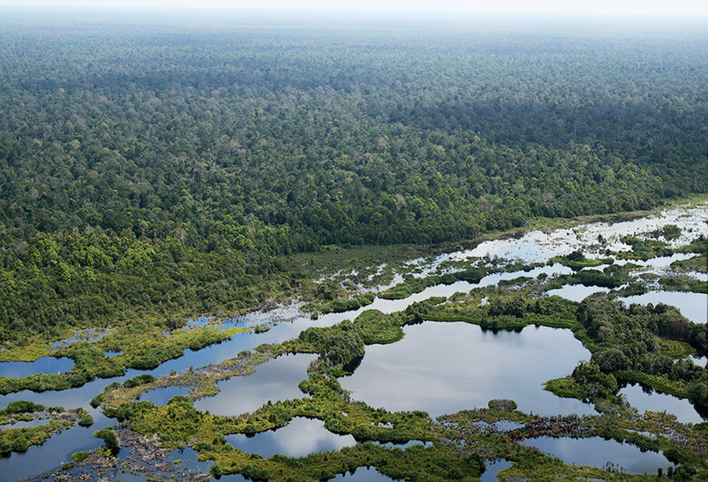 Did you know that tropical rain forests have a role in absorbing greenhouse gas?