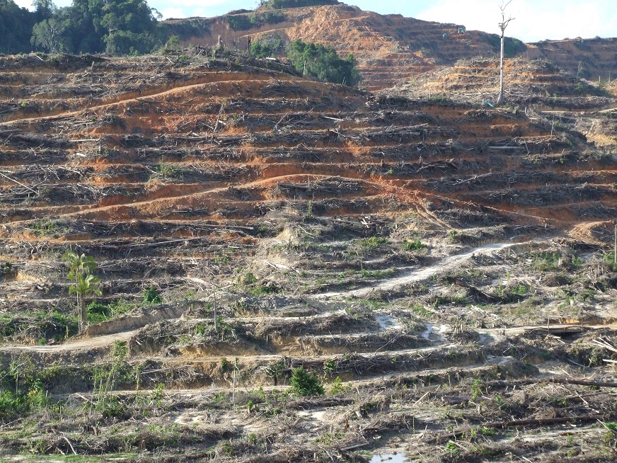 the rainforest: trees were cut down and the area was burnt